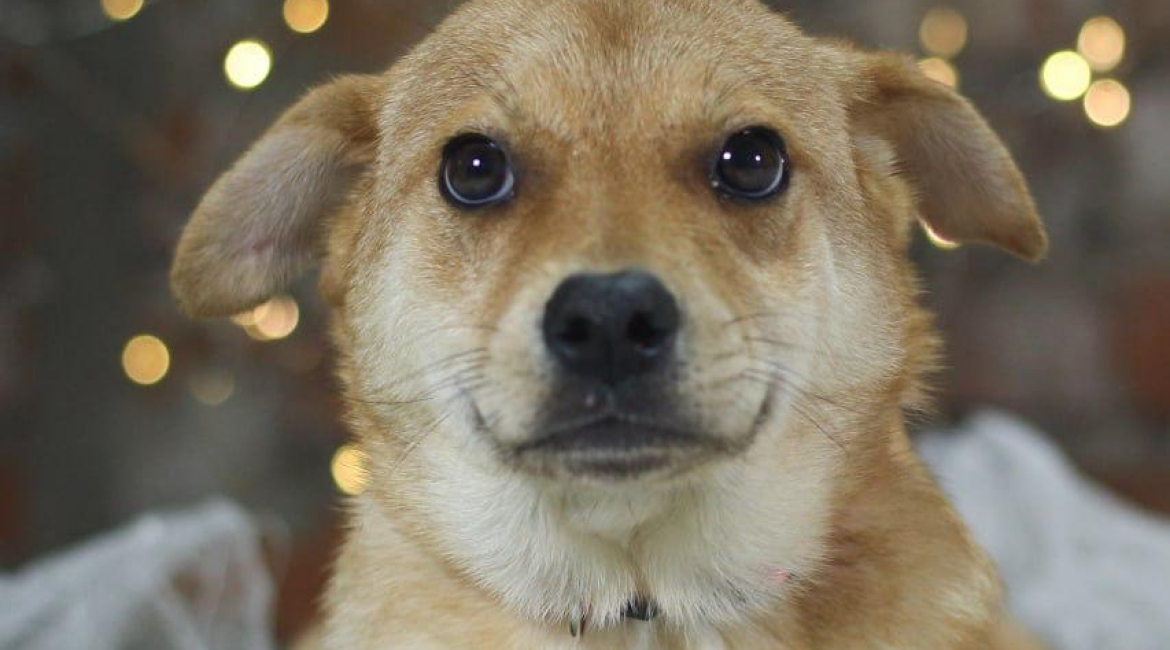 Chiens à adopter